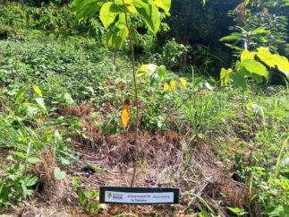 {{brizy_dc_image_alt imageSrc=