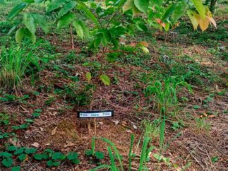 {{brizy_dc_image_alt imageSrc=