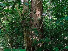 {{brizy_dc_image_alt imageSrc=