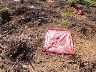 Imagenes Siembra Bosque Nagal 2